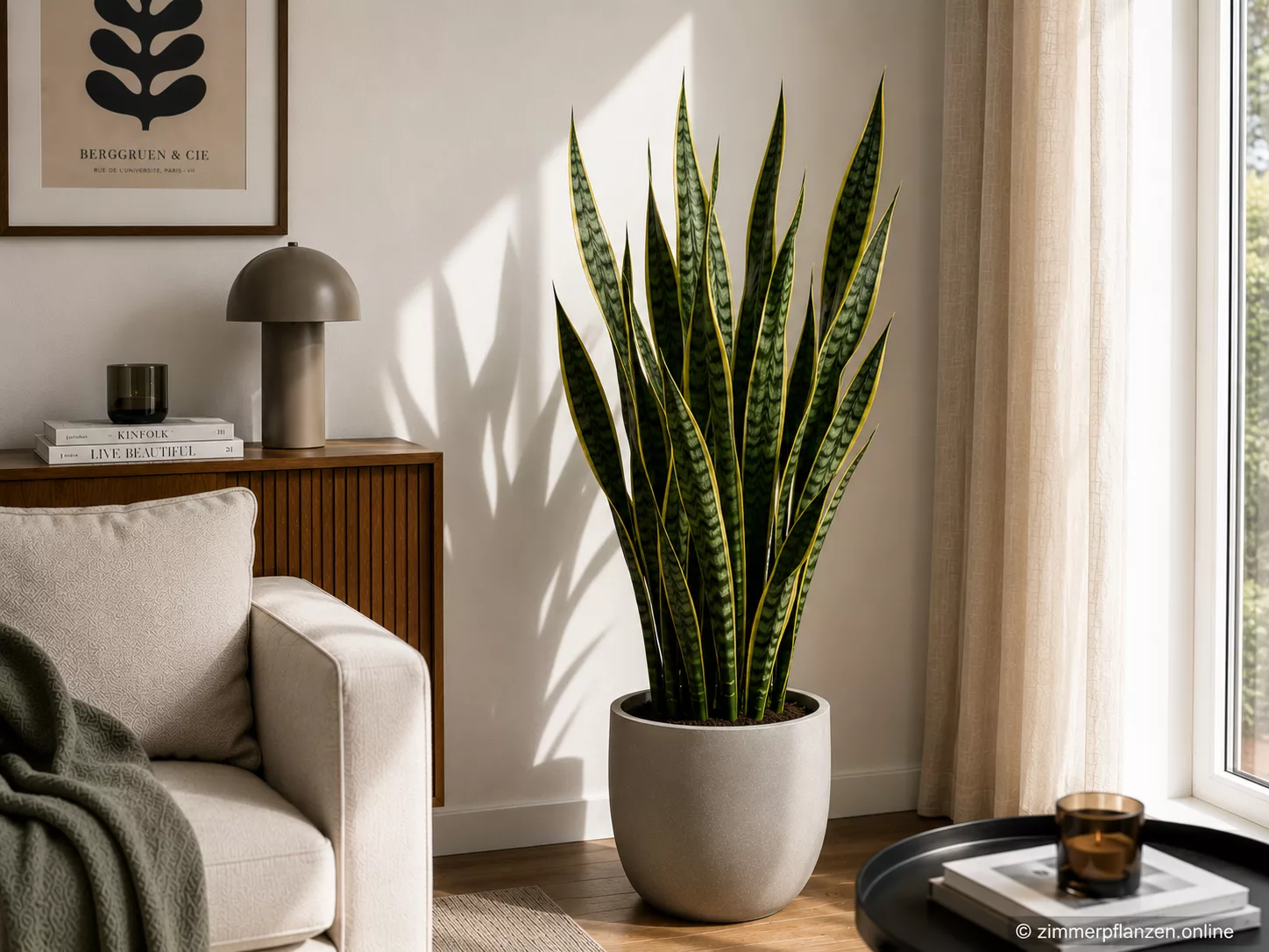 Bogenhanf (Sansevieria trifasciata)