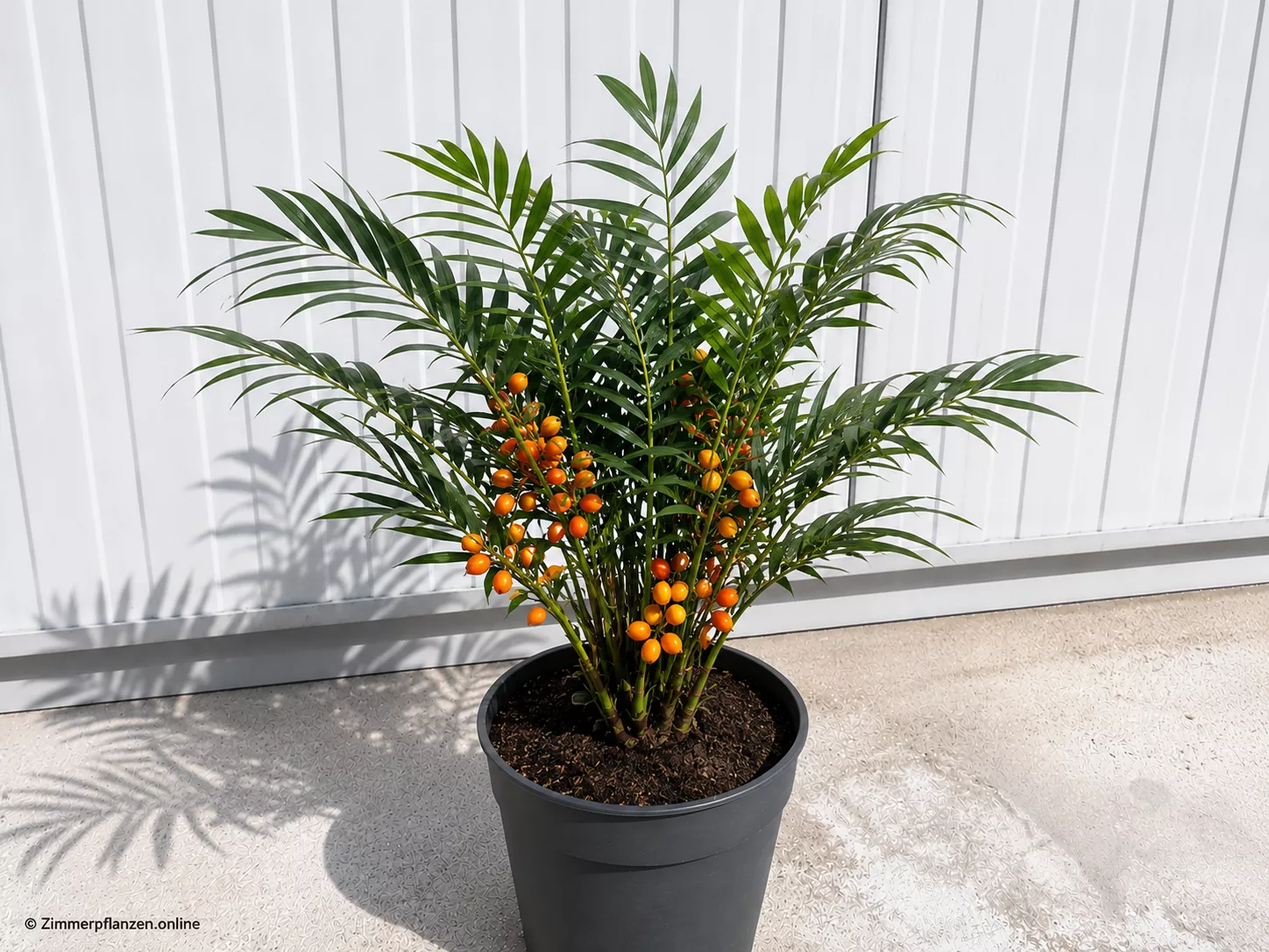 Goldfruchtpalme (Dypsis lutescens)