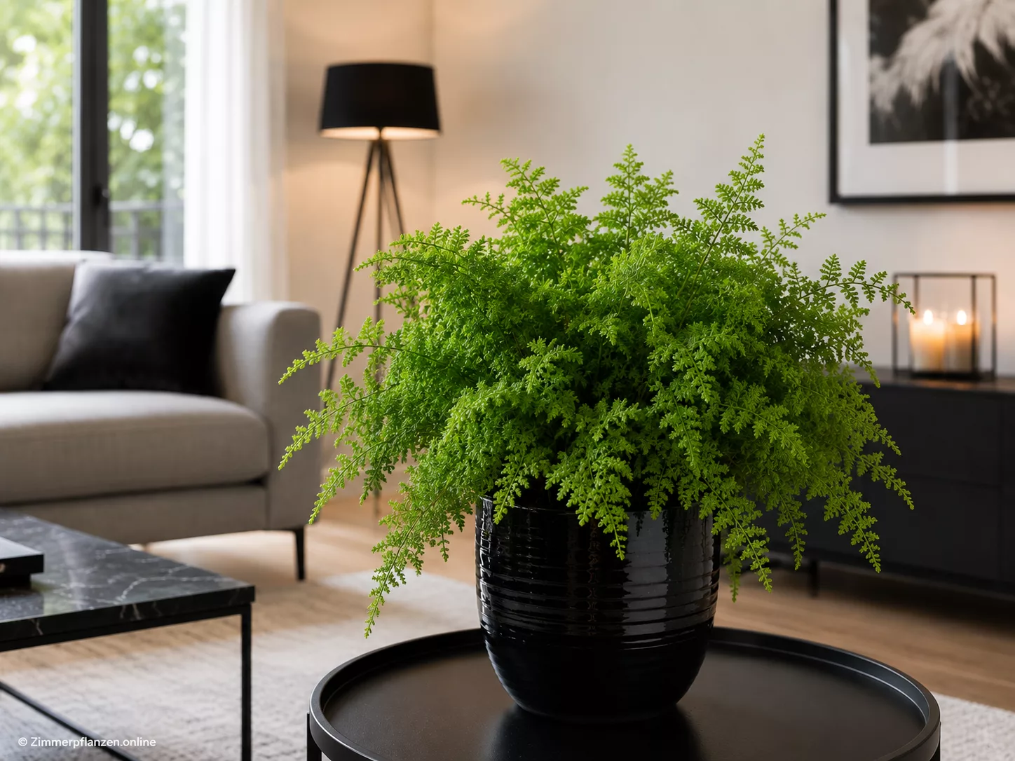Moosfarn (Selaginella kraussiana)