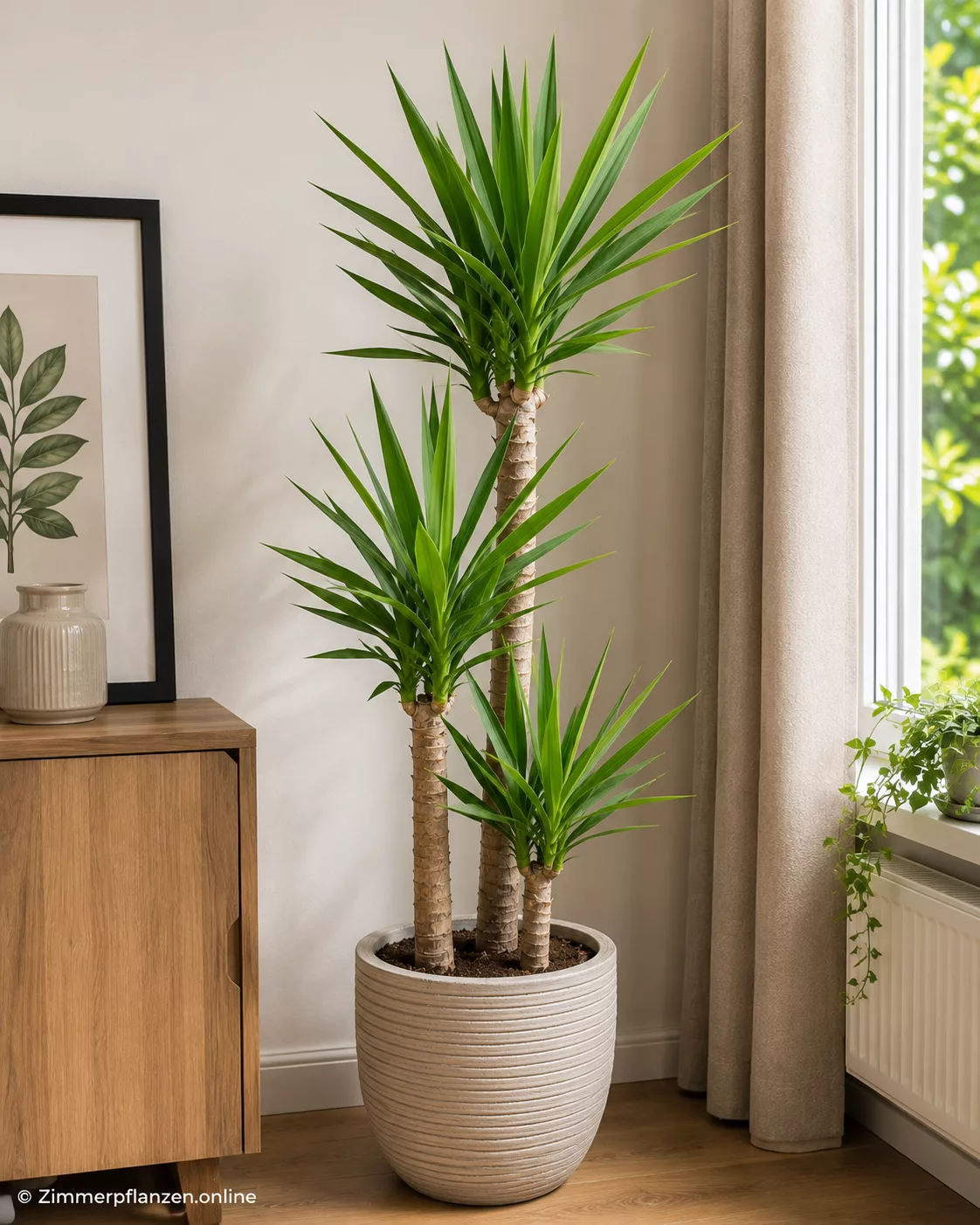 Steckenpalme (Rhapis excelsa)